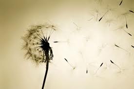 Bloemen en emoties